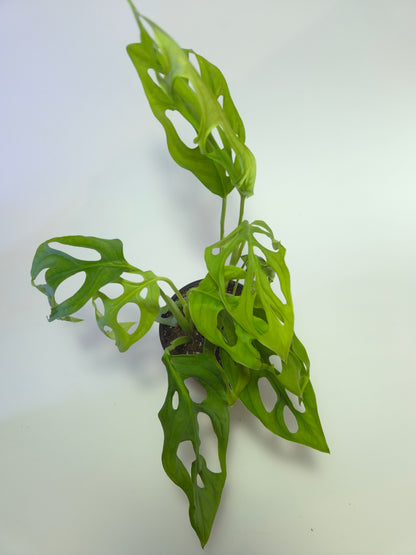 Monstera adansonii