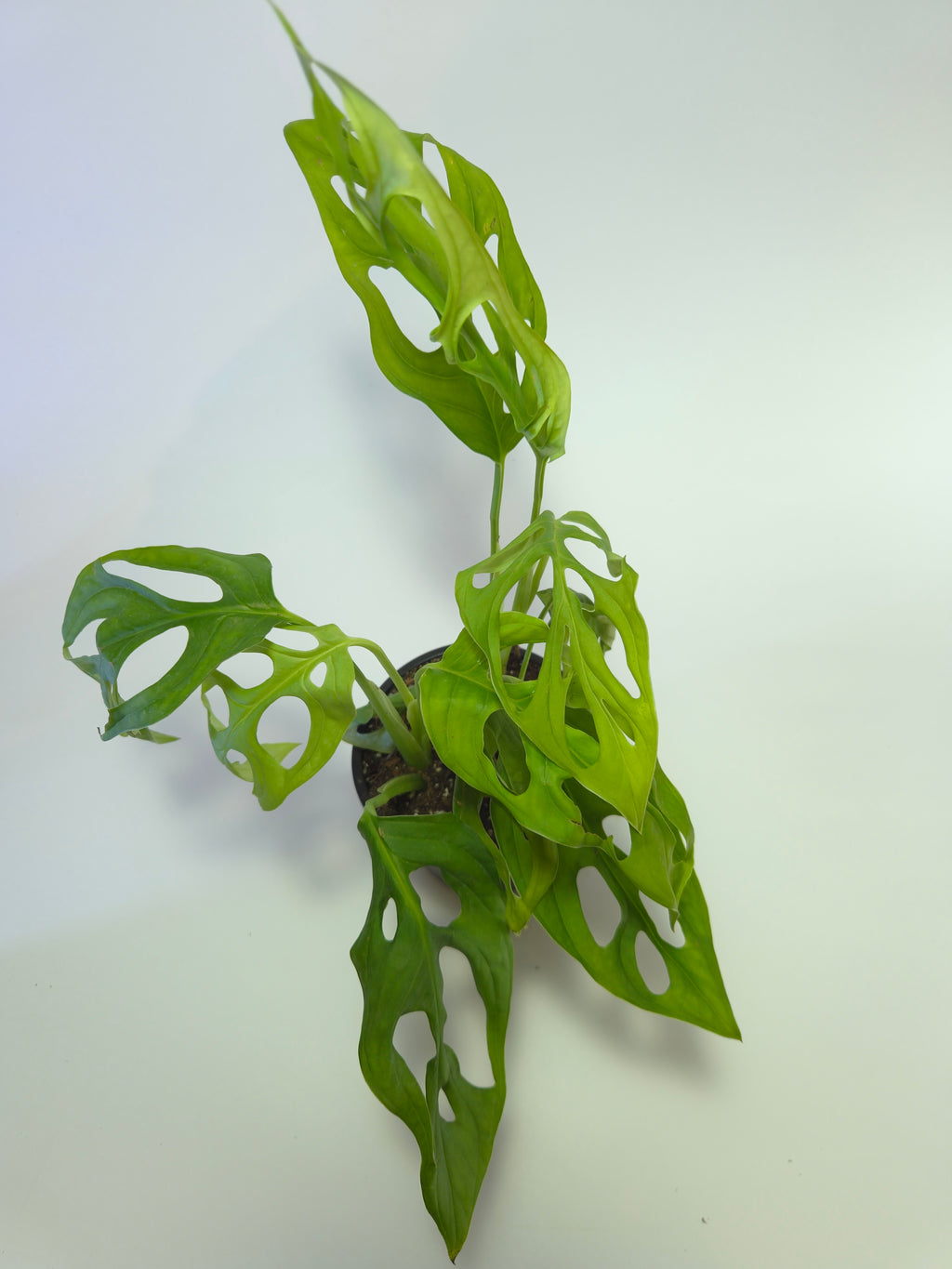 Monstera adansonii