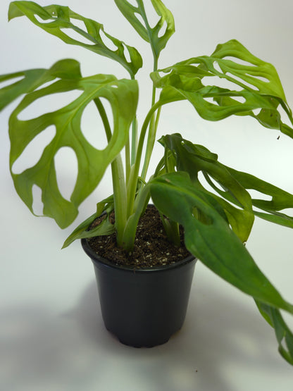 Monstera adansonii
