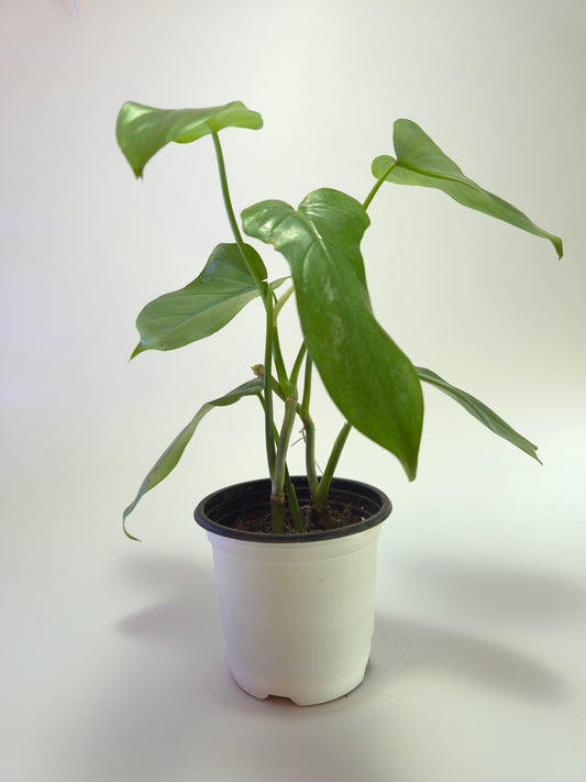 Philodendron panduriforme