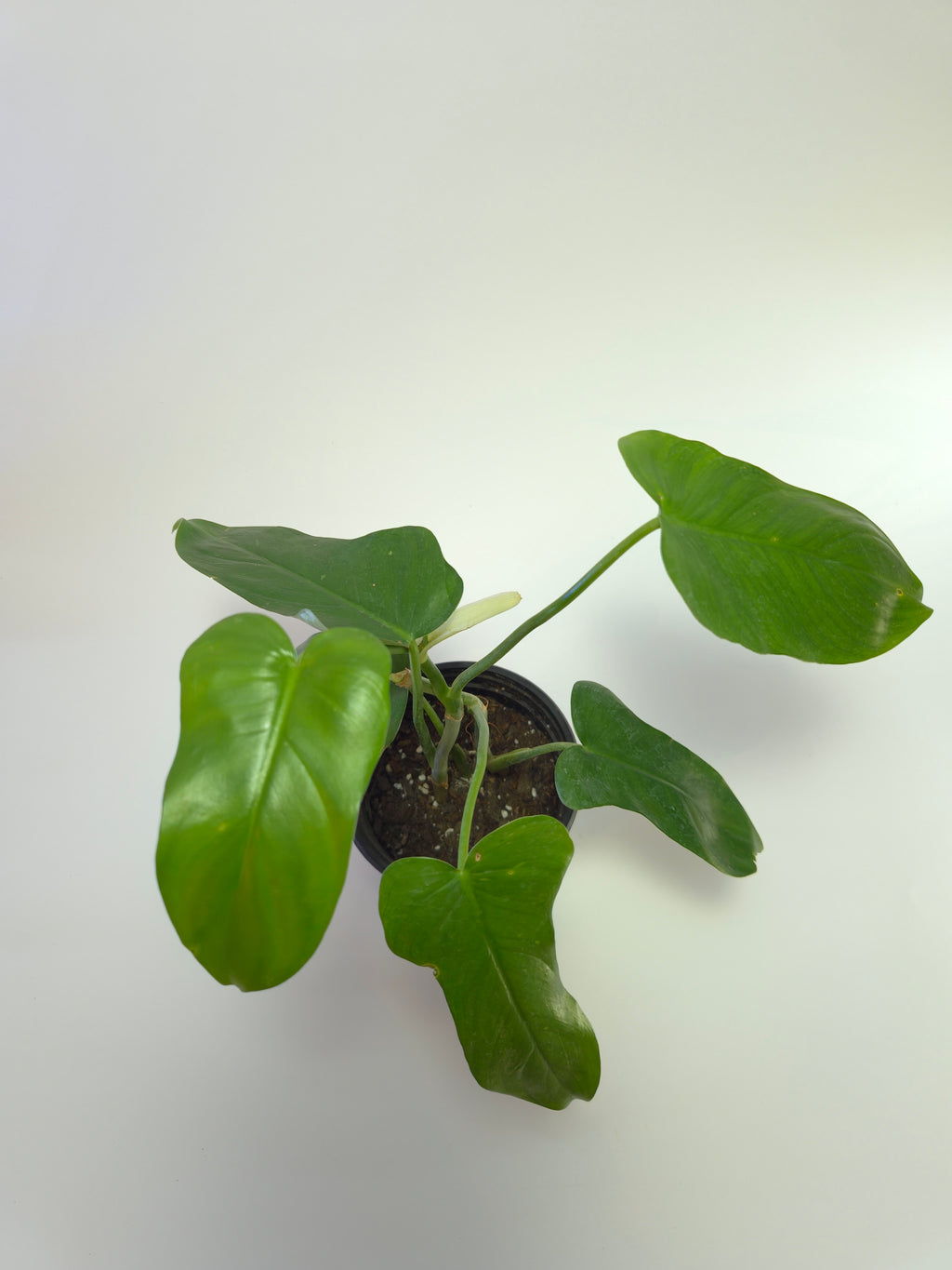 Philodendron panduriforme