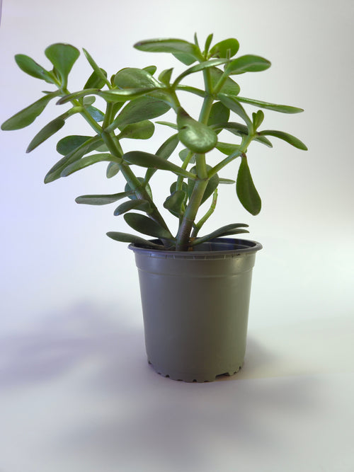 Árbol de jade