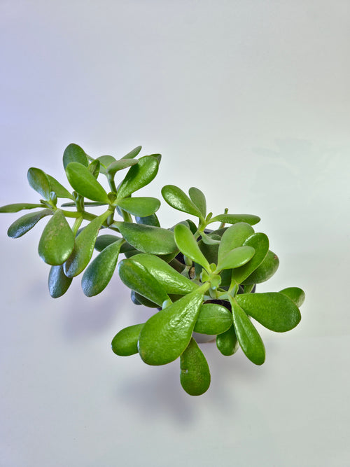 Árbol de jade