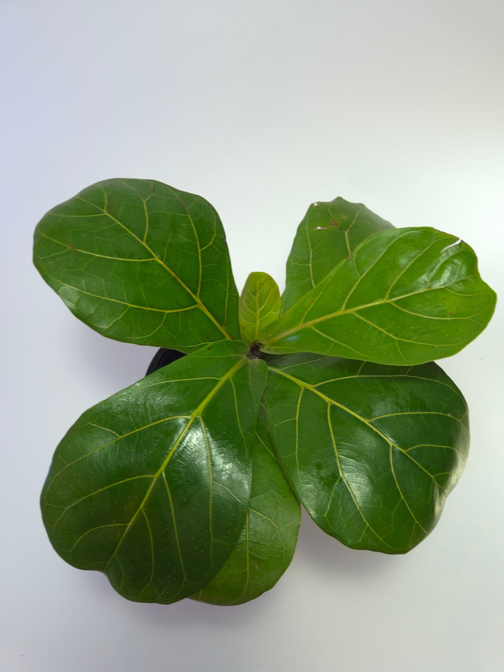 Ficus lyrata