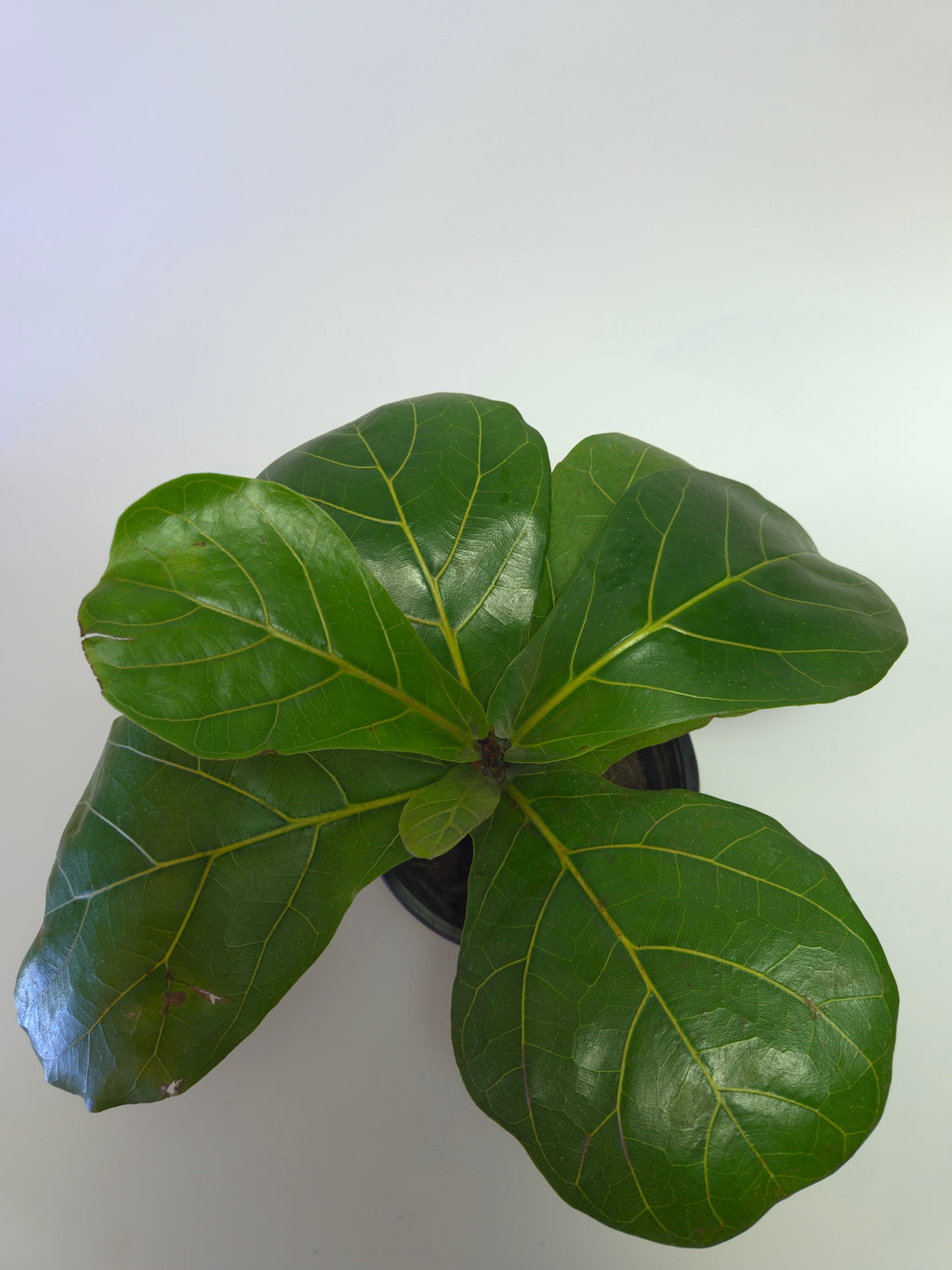 Ficus lyrata