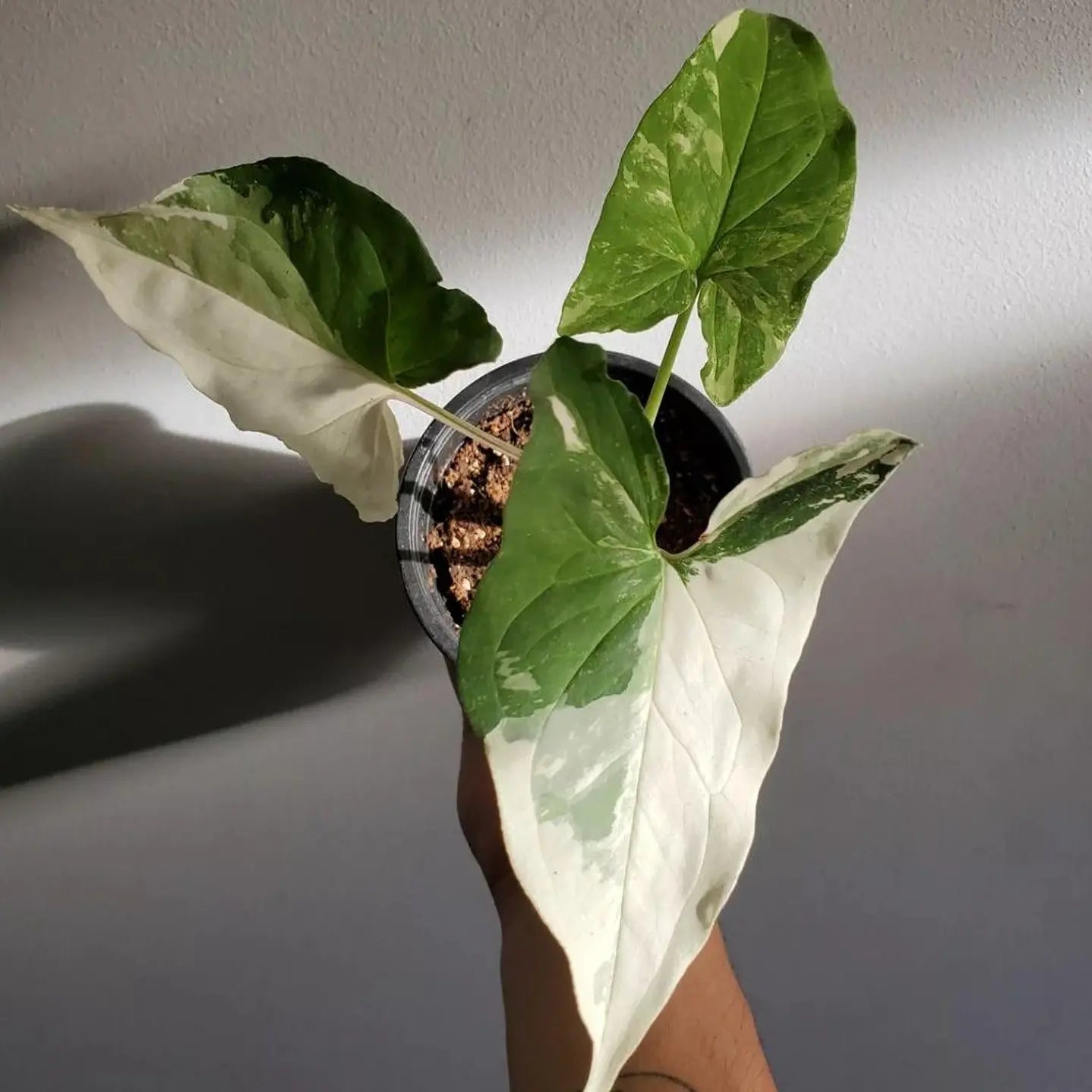 Singonio Variegado (Syngonium podophyllum variegata)