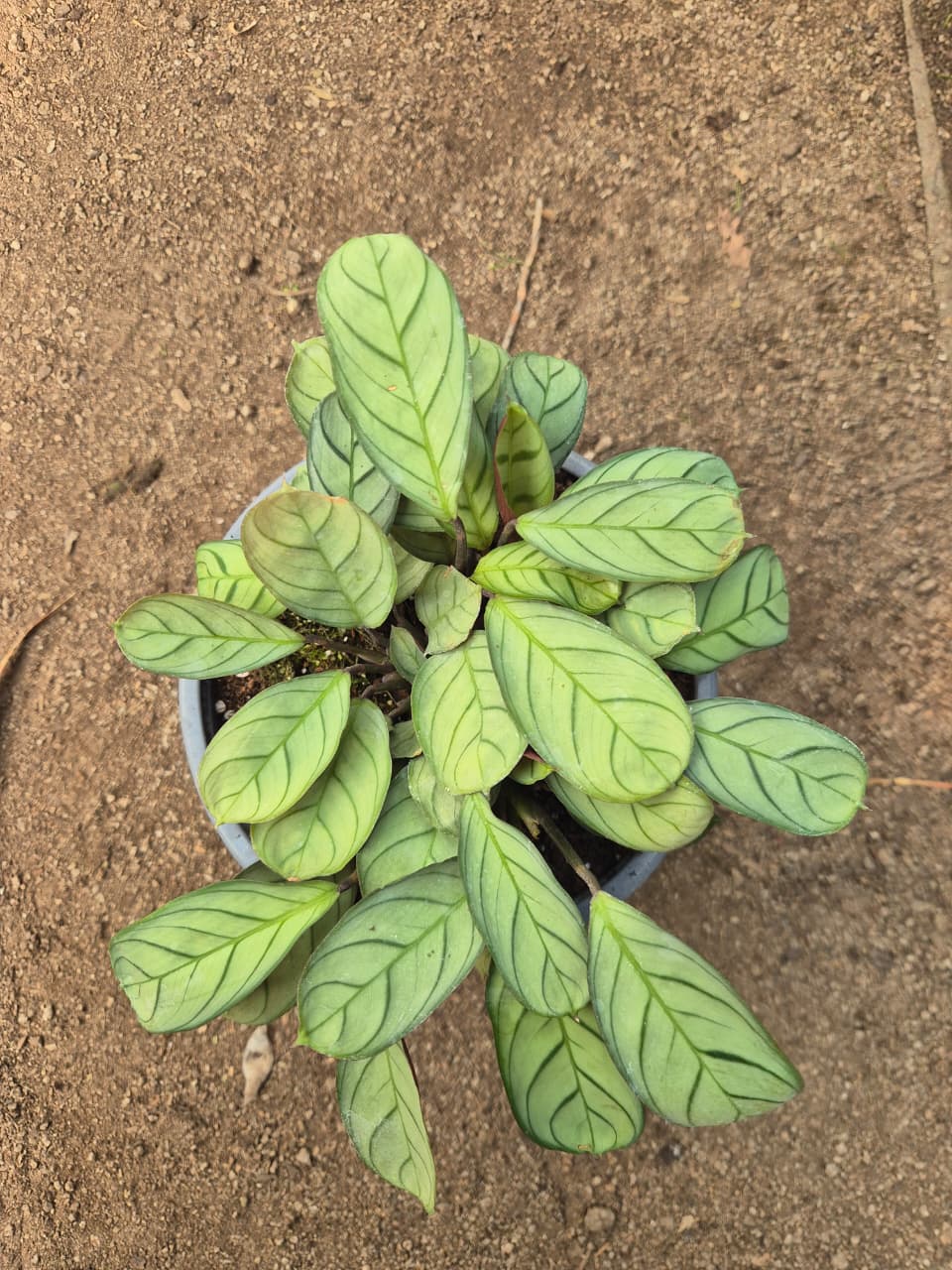 Calathea amagris