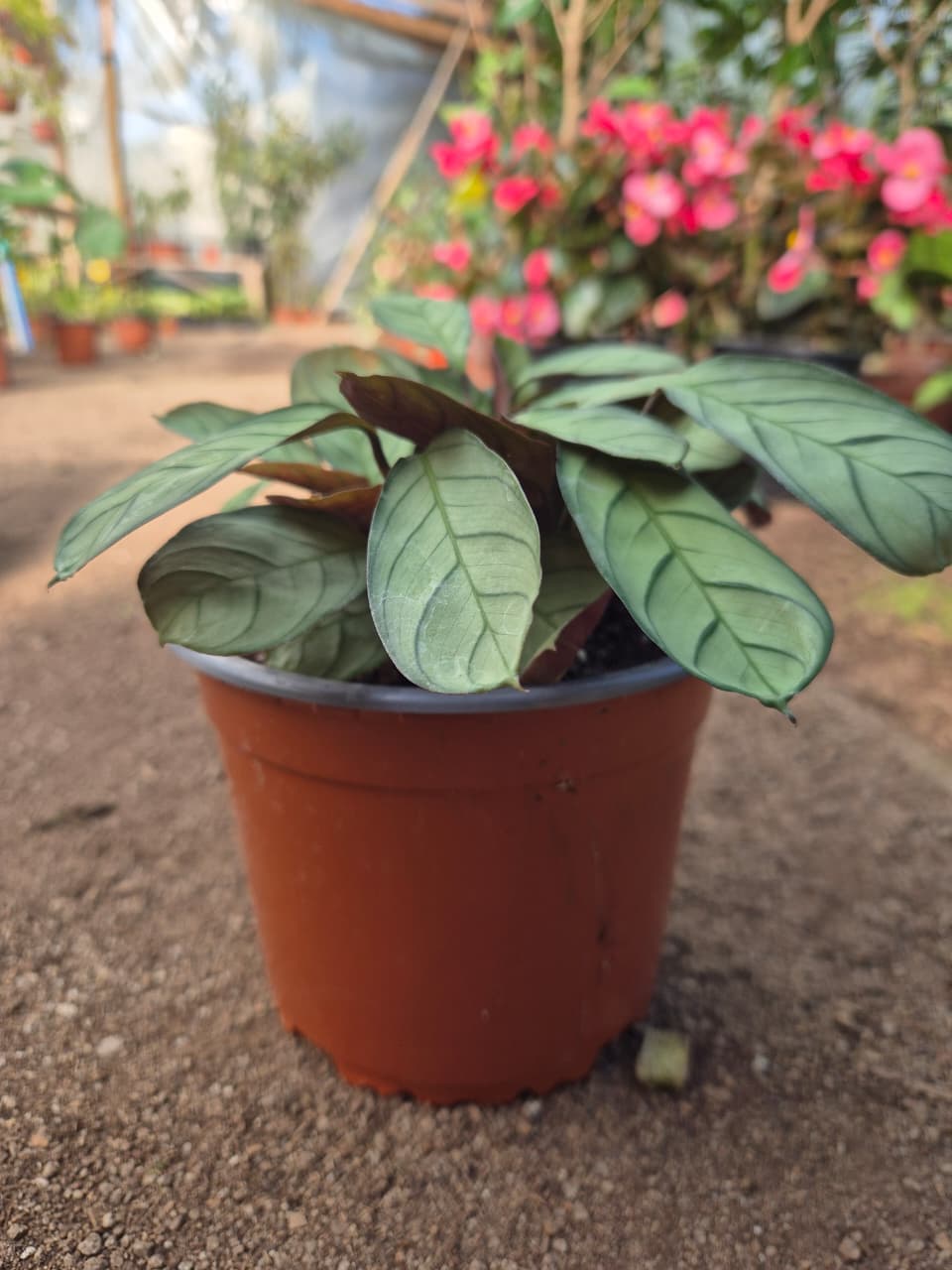 Calathea amagris