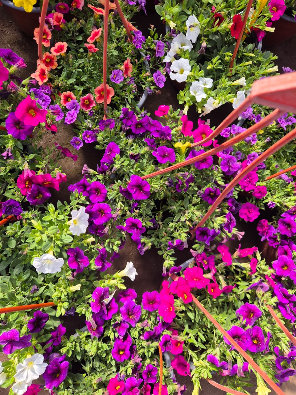 Calibrachoa en maceta colgante bowl