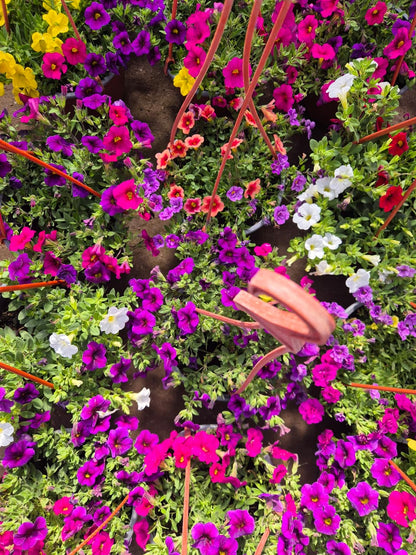 Calibrachoa en maceta colgante bowl