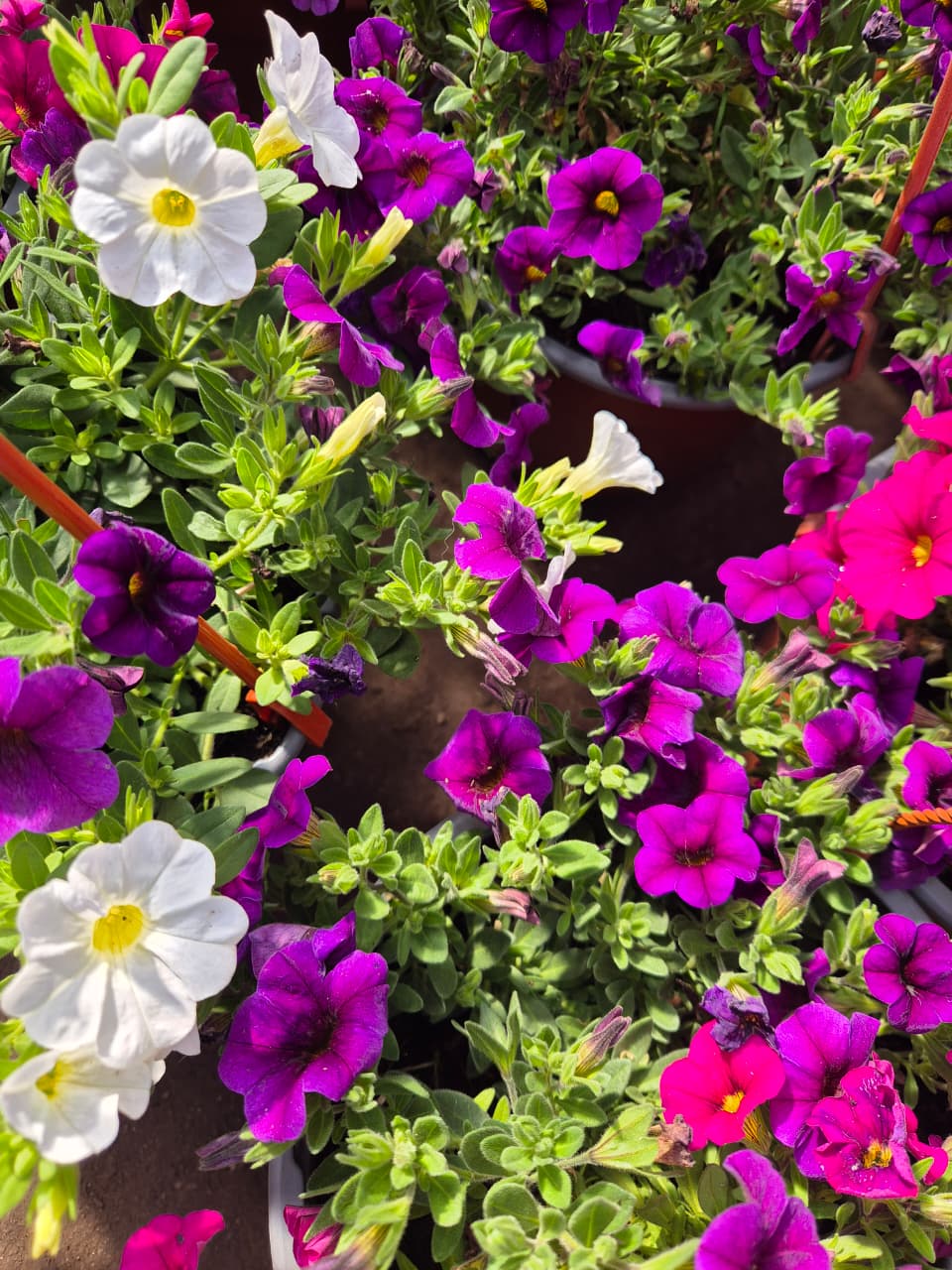 Calibrachoa en maceta colgante bowl