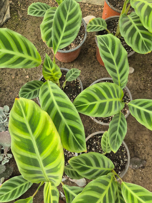 Calathea zebrina