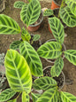 Calathea zebrina