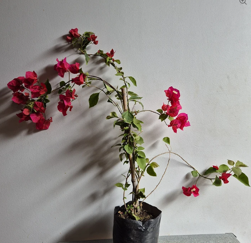 Bugambilia fucsia