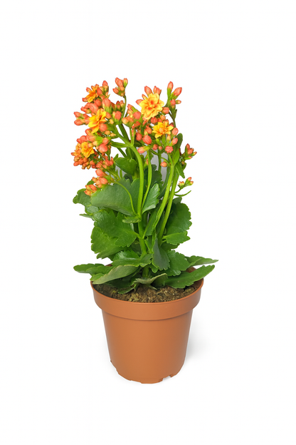 Kalanchoe Flor
