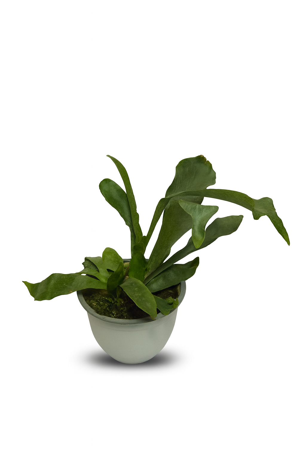 Helecho Cuerno de Alce (Platycerium bifurcatum