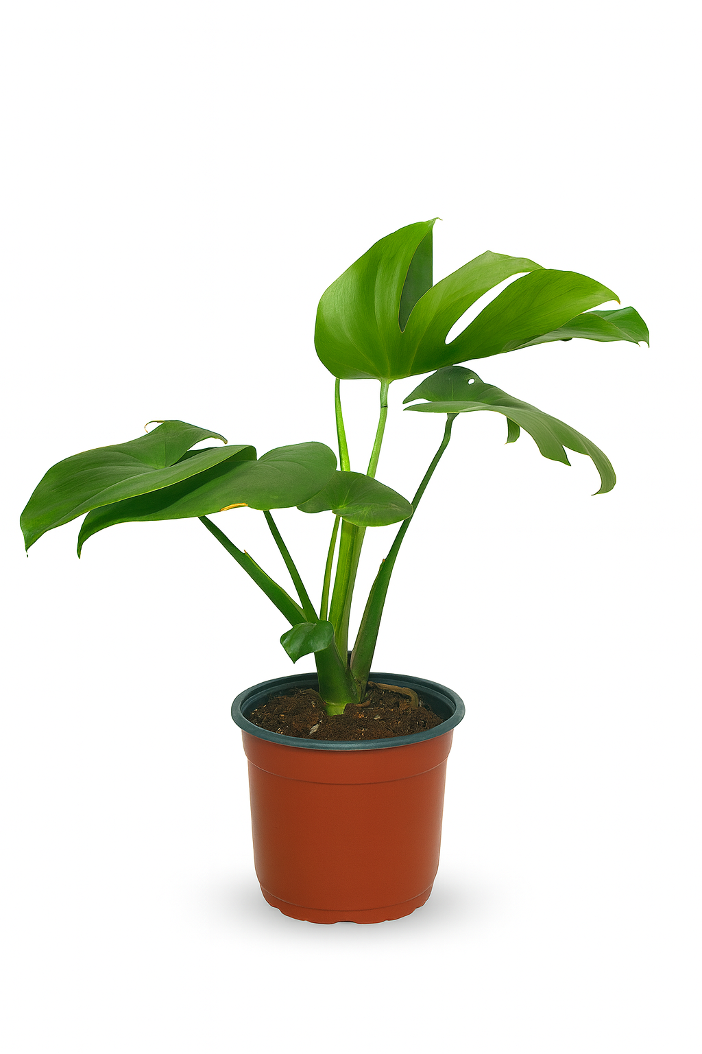 Monstera deliciosa L