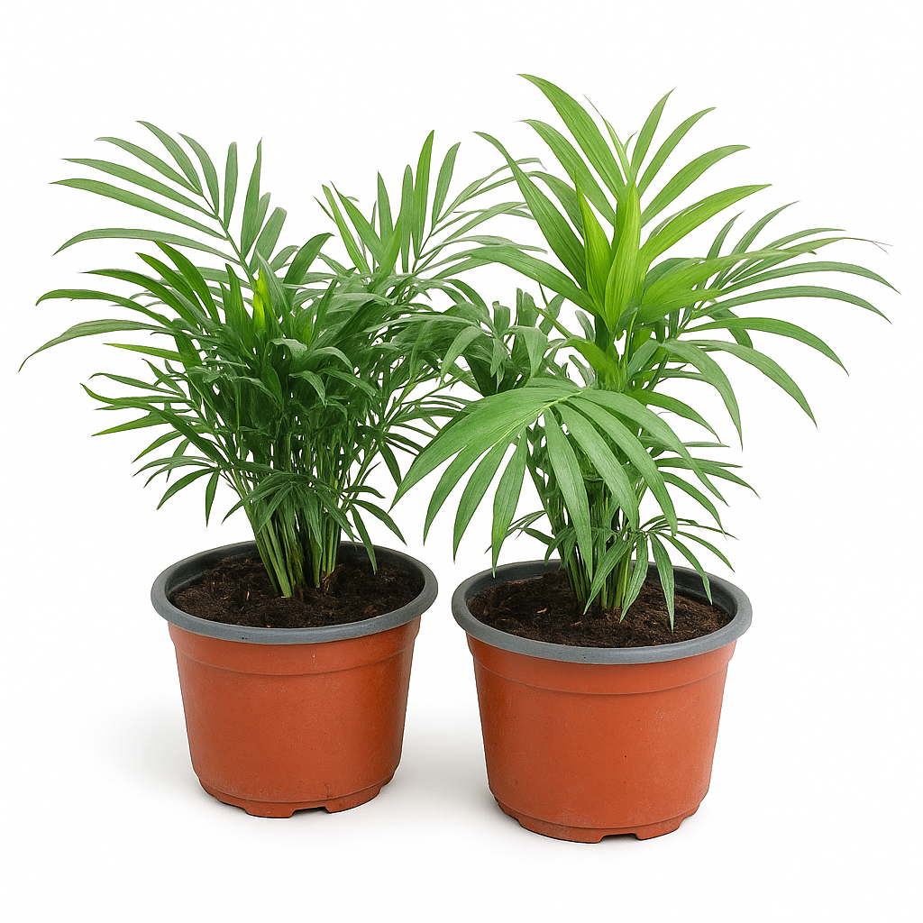 Palmera Chamaedorea Compacta