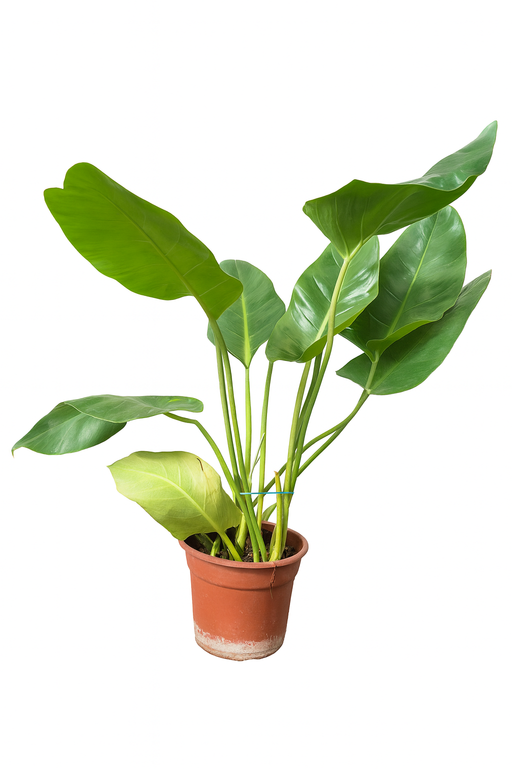 Filodentro Longuifoliox XL