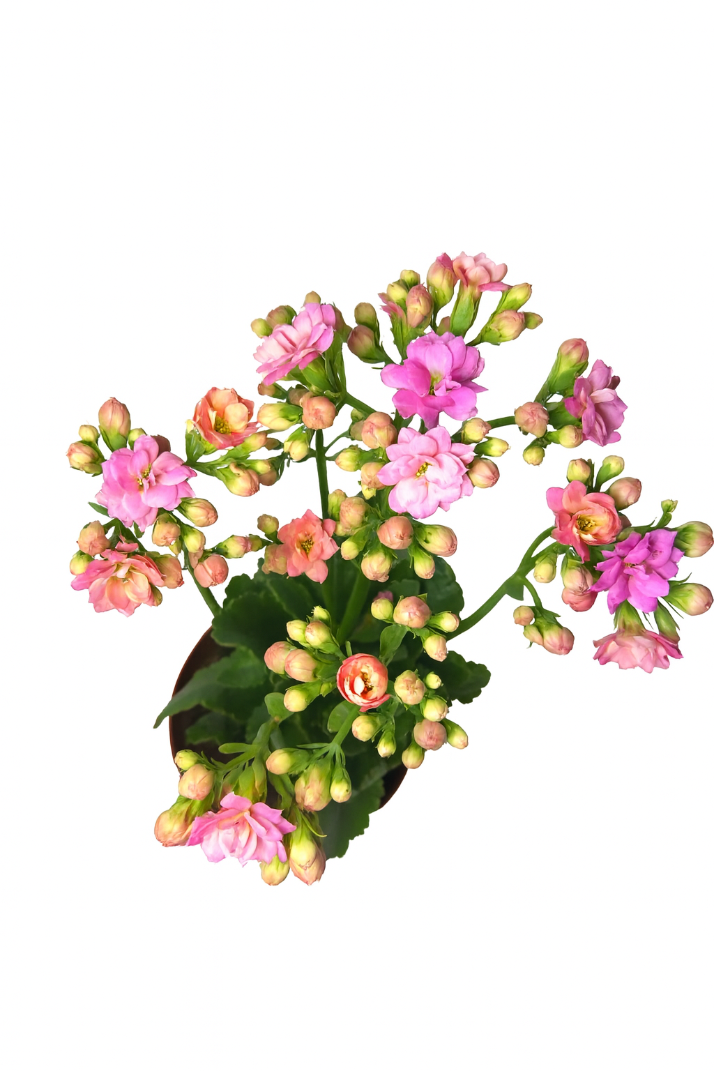 Kalanchoe Flor