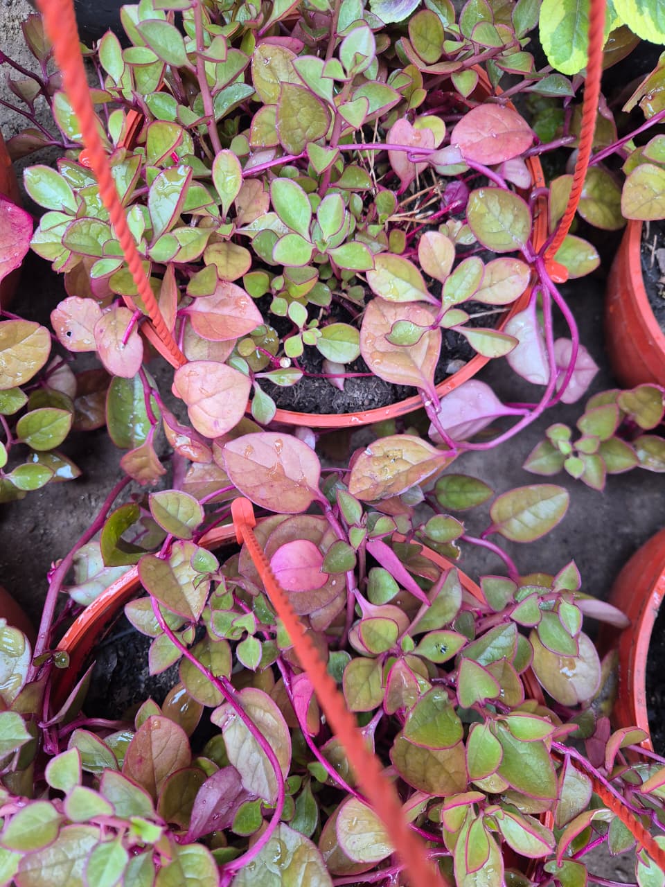 Dolar Chaucha maceta Bowl