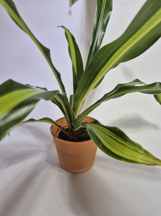 Dracaena fragrans - palo de agua