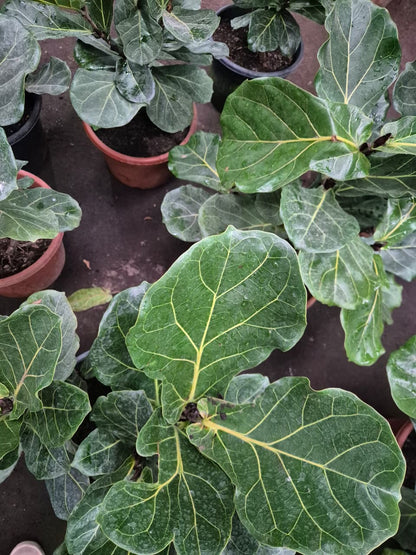 Ficuss Lyrata Grande