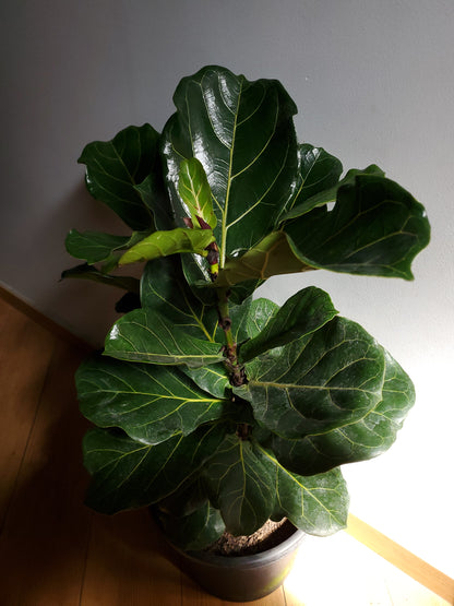 Ficuss Lyrata Grande