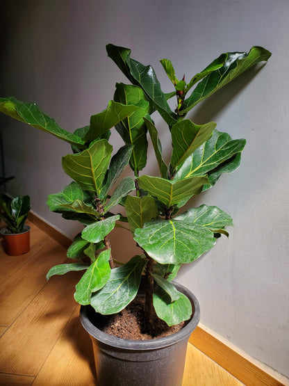 Ficuss Lyrata Grande
