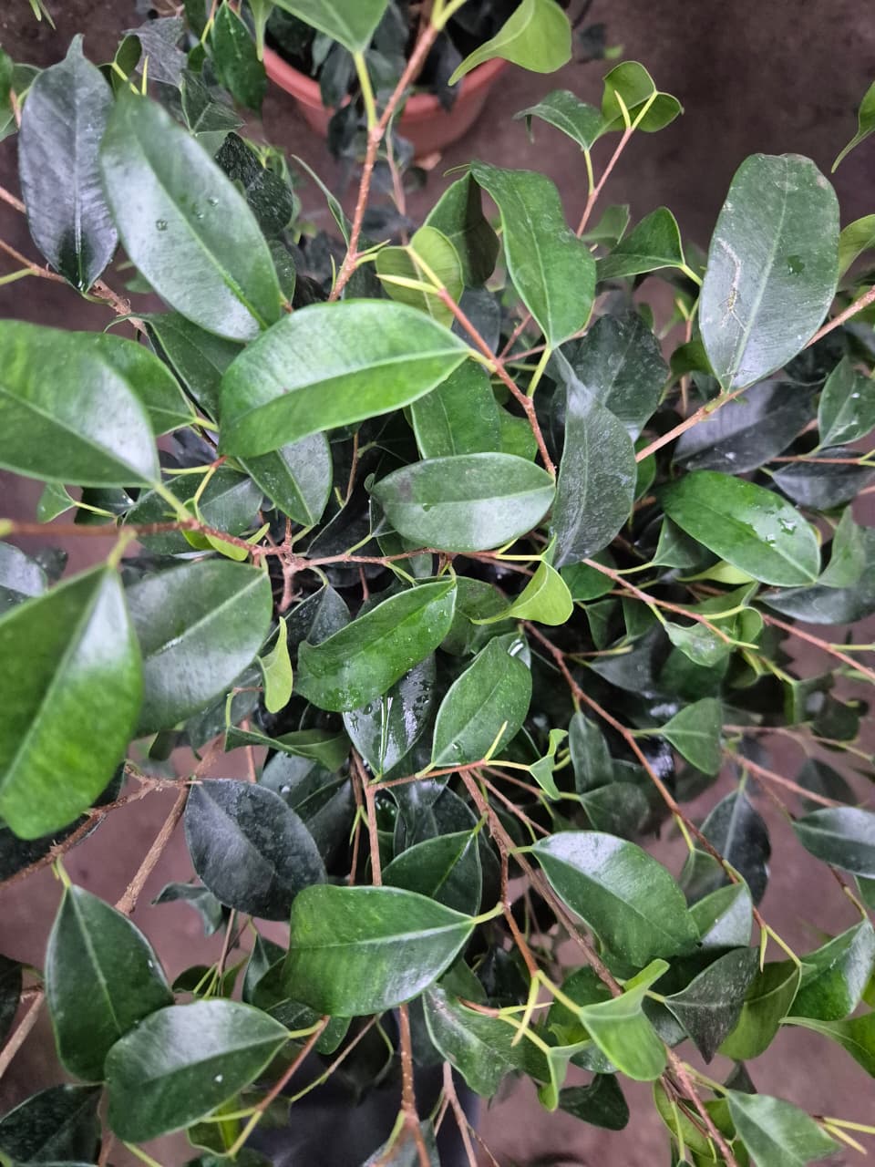 Ficuss benjamina M (60-80 cm)