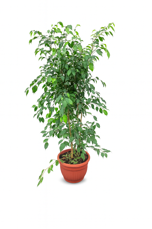 Ficuss benjamina XL  (1.50-1.60 mts)