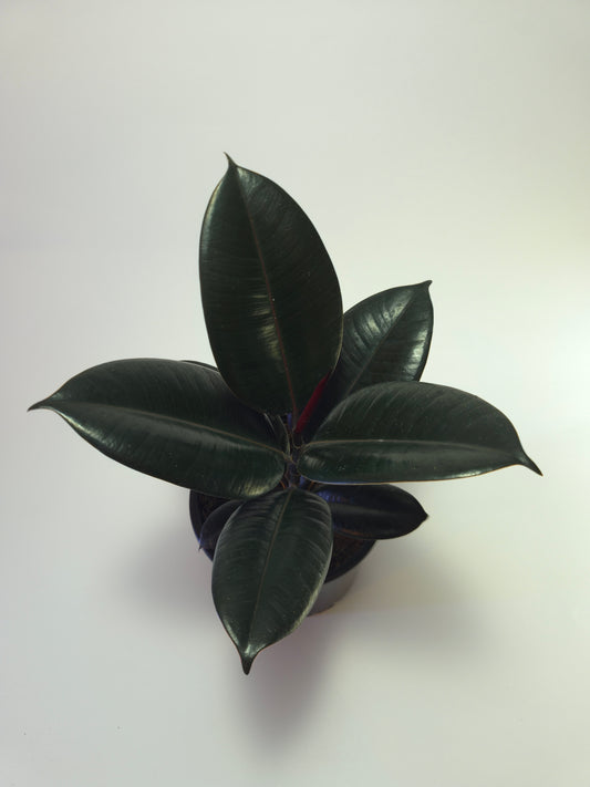 Gomero Burgundi tamaño s