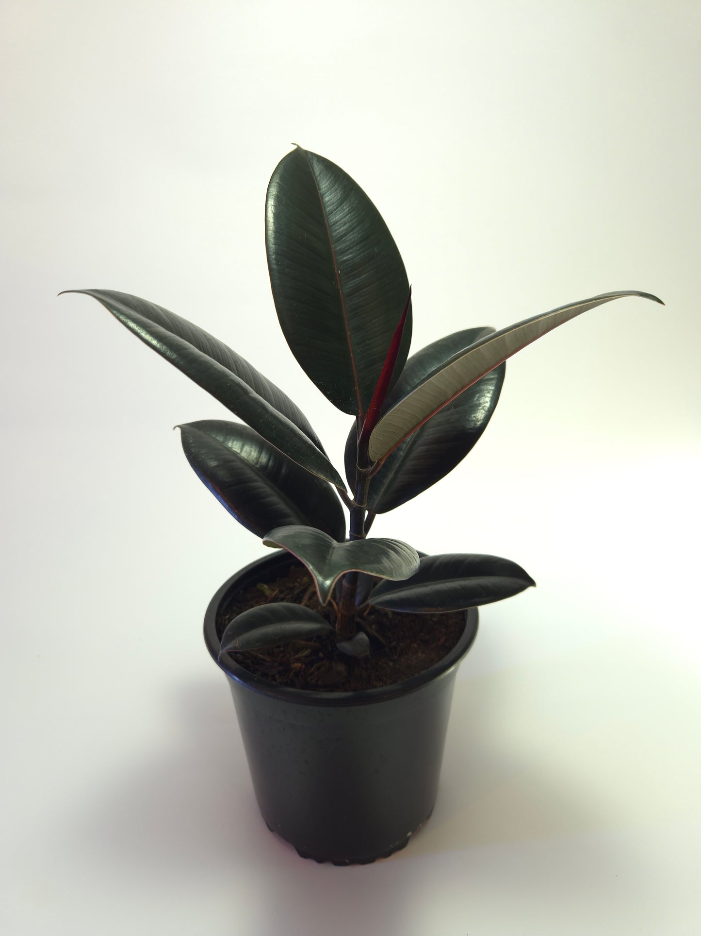 Gomero Burgundi tamaño s