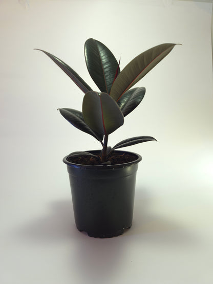 Gomero Burgundi tamaño s