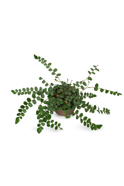 Helecho Botón (Pellaea rotundifolia)