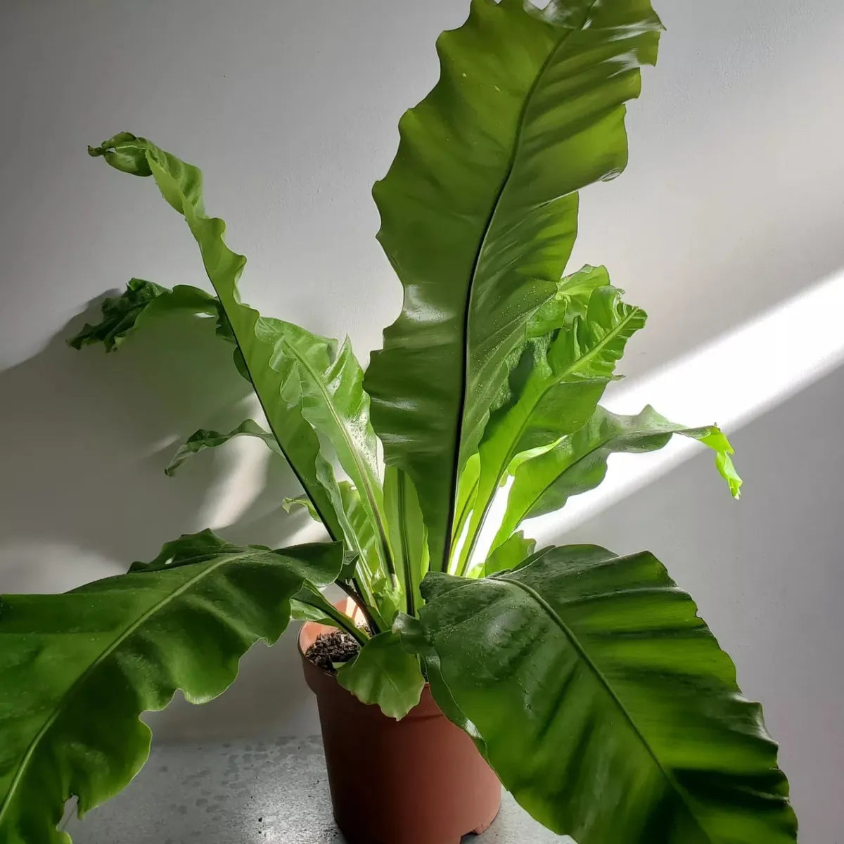 Helecho Asplenium (Nido De Ave)