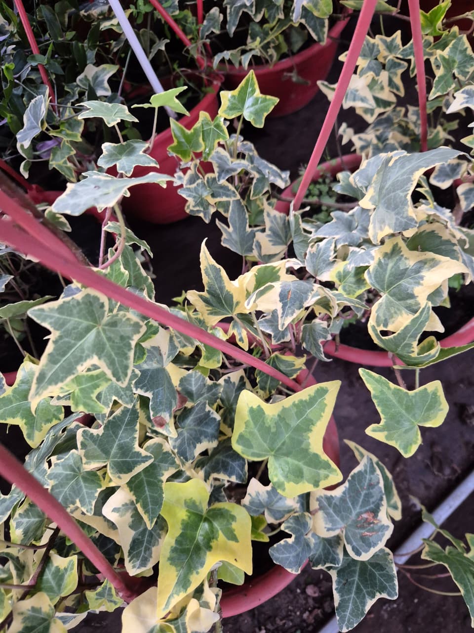 Hiedra variegada maceta colgante