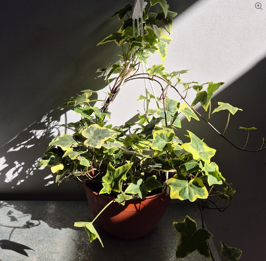 Hiedra variegada maceta colgante