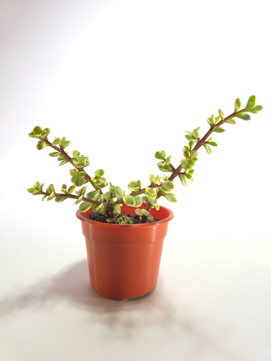 Jade enano variegado