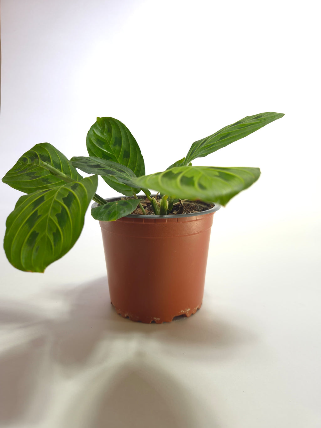 Maranta Lemon
