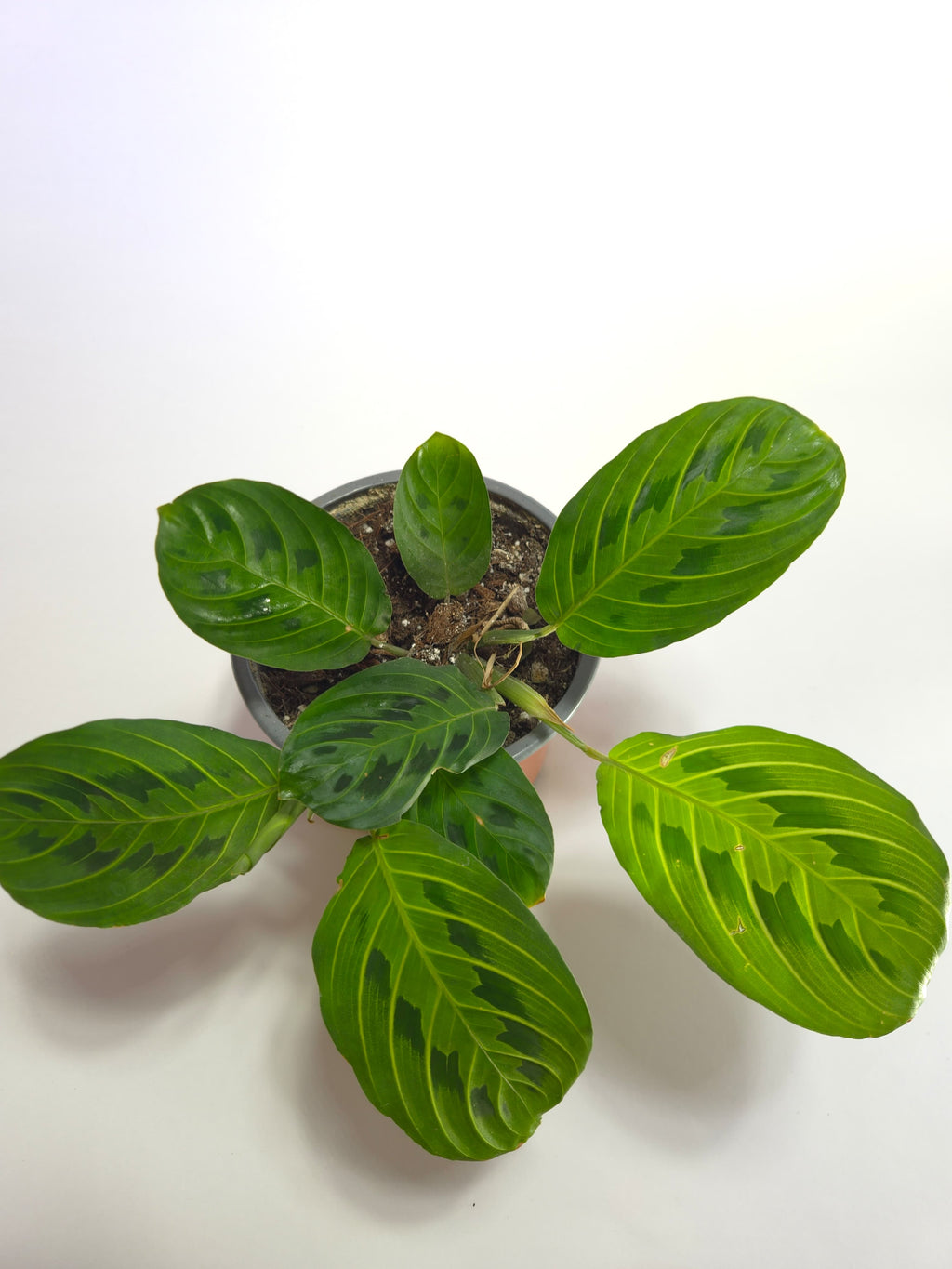 Maranta Lemon