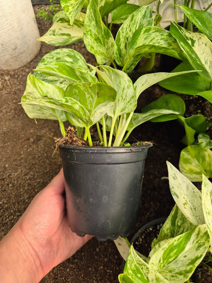 Pothos Marble Queen (Epipremnum aureum ‘Marble Queen’)