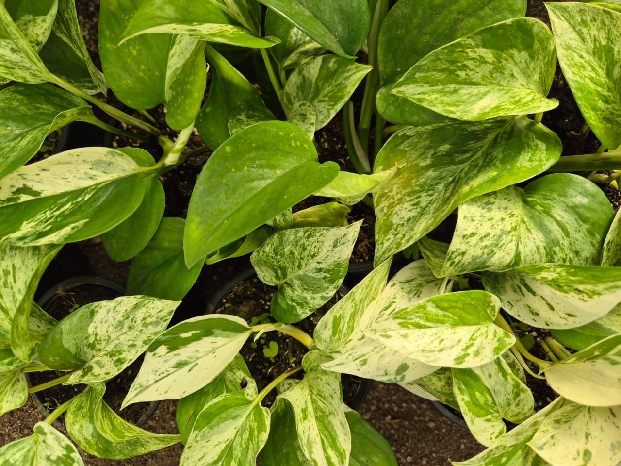 Pothos Marble Queen (Epipremnum aureum ‘Marble Queen’)