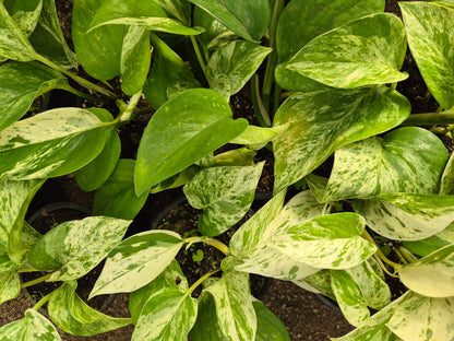 Pothos Marble Queen (Epipremnum aureum ‘Marble Queen’)
