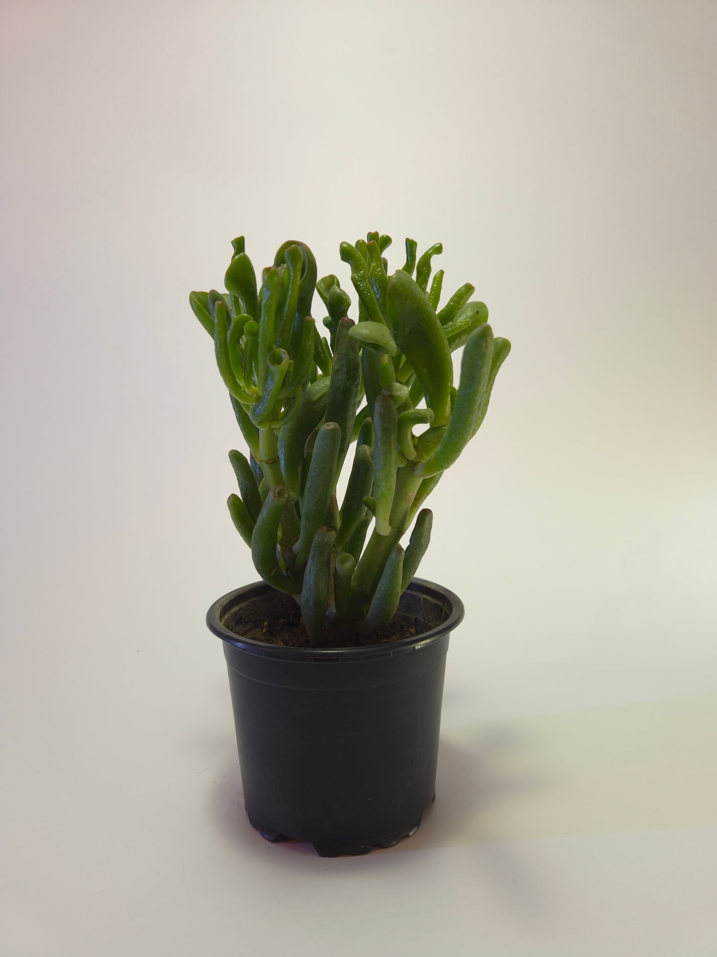 Oreja de Shrek (Crassula ovata ‘Gollum’)