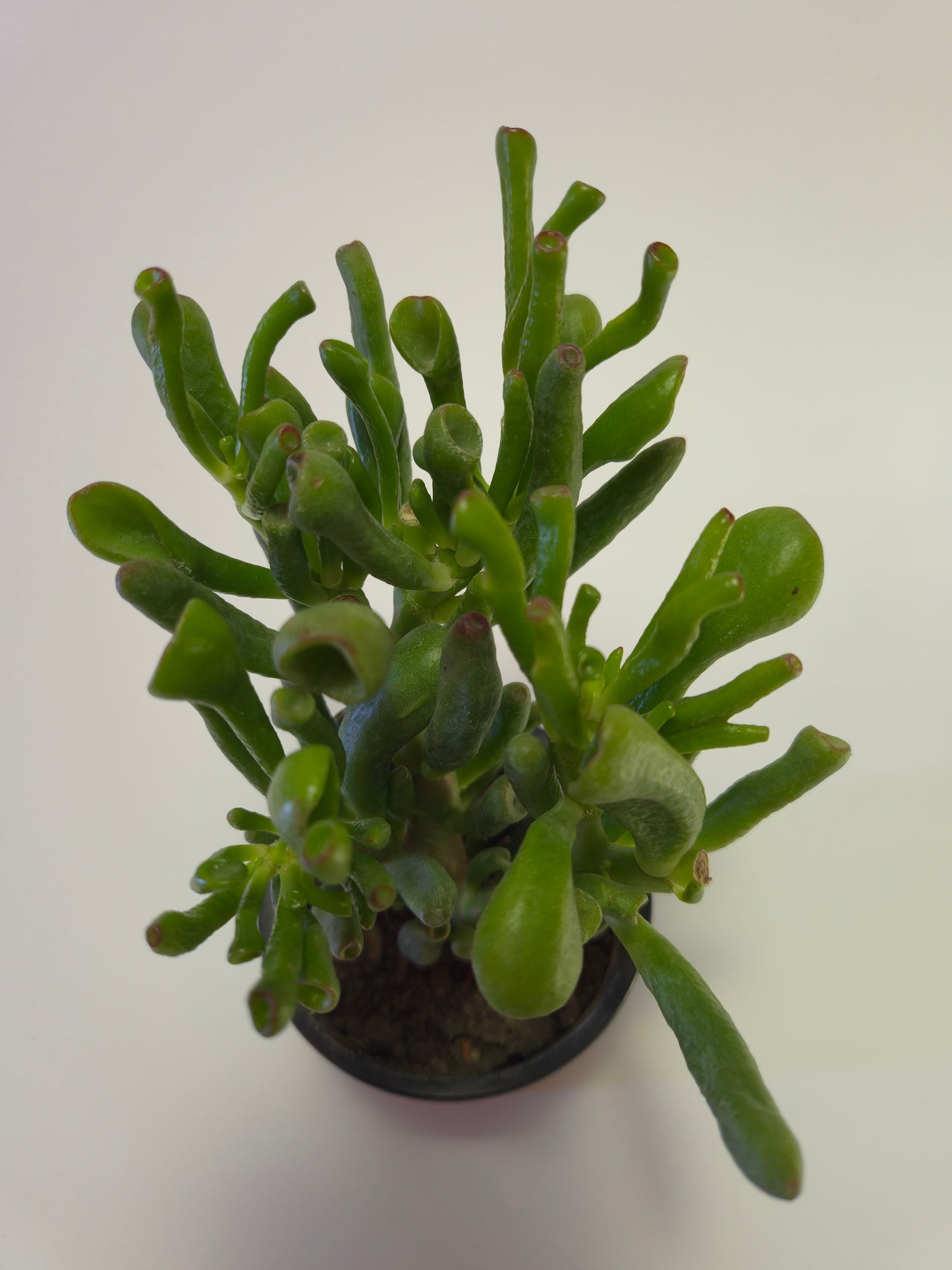 Oreja de Shrek (Crassula ovata ‘Gollum’)