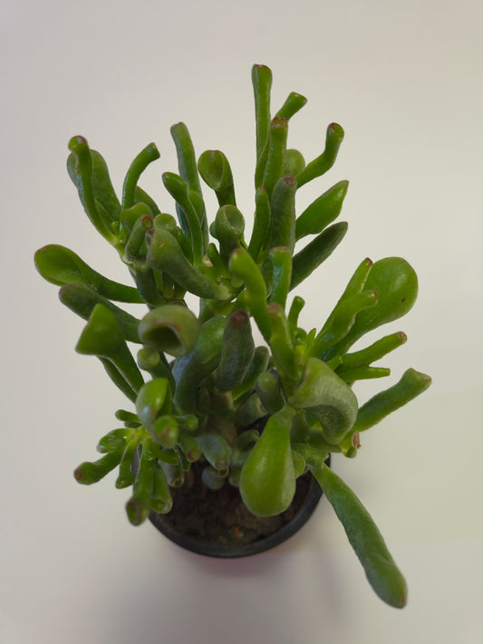 Oreja de Shrek (Crassula ovata ‘Gollum’)