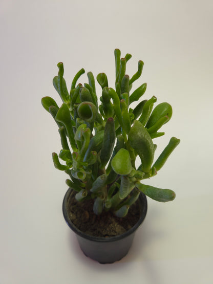 Oreja de Shrek (Crassula ovata ‘Gollum’)