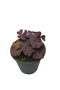 Oxalis triangularis (trebol morado)