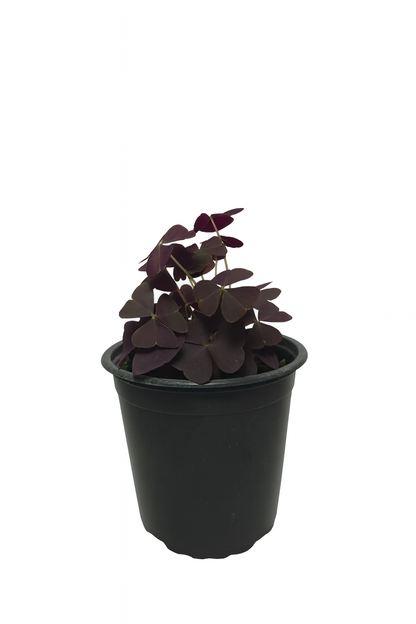 Oxalis triangularis (trebol morado)